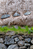The roof and wall of a Blackhouse on the Isle of Harris, Scotland