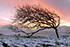 A wind sculpted tree at Sunrise on Farlton Knott