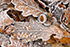 Winter frost on Oak leaf litter