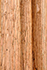 Three Giant Redwood trees in Sequoia National Park