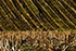 A harvested maize field in Autumn