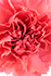 Close up image of a Carnation