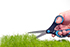 Cutting grass with a pair of scissors