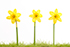 Three Daffodils growing in grass with a white background