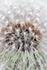 Dandelion, 19 image stack to increase selective focus