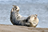 A common or Harbour Seal relaxing on a beach