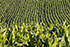 Lines of maize growing in a field