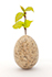 A polished limestone egg with a Beech shoot growing from the top