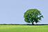A tree in a hedge on the edge of a field in Summer